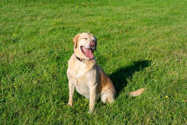 Güneş çarpması, yaz aylarında Evcil hayvan sağlığını. Labrador. Köpekler play sahibi, uyumlu bir ilişki, orrection davranış, agresif, ısırık ve havlıyor. Nasıl senin köpek ısınmasını korumak için. Eğitimi. Aşırı ısınma, bakım.