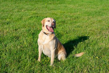 Güneş çarpması, yaz aylarında Evcil hayvan sağlığını. Labrador. Köpekler play sahibi, uyumlu bir ilişki, orrection davranış, agresif, ısırık ve havlıyor. Nasıl senin köpek ısınmasını korumak için. Eğitimi. Aşırı ısınma, bakım.