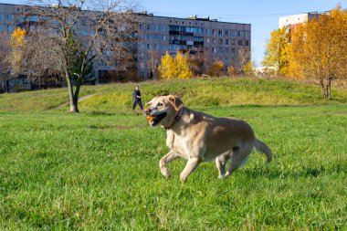 Güneş çarpması, yaz aylarında Evcil hayvan sağlığını. Labrador. Köpekler play ile onun sahibi, köpekler play Top ve yüzük, köpek yakalar anında ısırır, kemirmek ve havlıyor. Nasıl senin köpek ısınmasını korumak için.