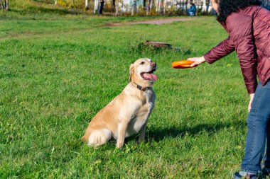 Güneş çarpması, yaz aylarında Evcil hayvan sağlığını. Labrador. Köpekler play ile onun sahibi, köpekler play Top ve yüzük, köpek yakalar anında ısırır, kemirmek ve havlıyor. Nasıl senin köpek ısınmasını korumak için.