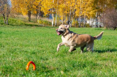Güneş çarpması, yaz aylarında Evcil hayvan sağlığını. Labrador. Köpekler play ile onun sahibi, köpekler play Top ve yüzük, köpek yakalar anında ısırır, kemirmek ve havlıyor. Nasıl senin köpek ısınmasını korumak için.