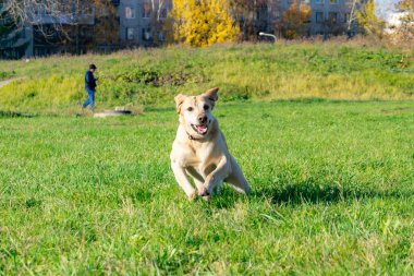 Güneş çarpması, yaz aylarında Evcil hayvan sağlığını. Labrador. Köpekler play ile onun sahibi, köpekler play Top ve yüzük, köpek yakalar anında ısırır, kemirmek ve havlıyor. Nasıl senin köpek ısınmasını korumak için. Oyuncak