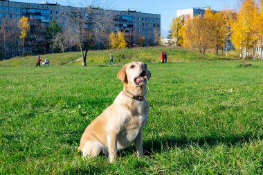 Güneş çarpması, yaz aylarında Evcil hayvan sağlığını. Labrador. Köpekler play ile onun sahibi, köpekler play Top ve yüzük, köpek yakalar anında ısırır, kemirmek ve havlıyor. Nasıl senin köpek ısınmasını korumak için. Oyuncak