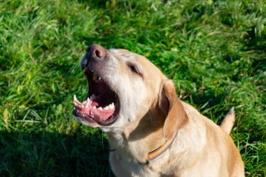 Güneş çarpması, yaz aylarında Evcil hayvan sağlığını. Labrador. Köpekler play sahibi, uyumlu bir ilişki, orrection davranış, agresif, ısırık ve havlıyor. Nasıl senin köpek ısınmasını korumak için. Eğitimi. Aşırı ısınma, bakım.