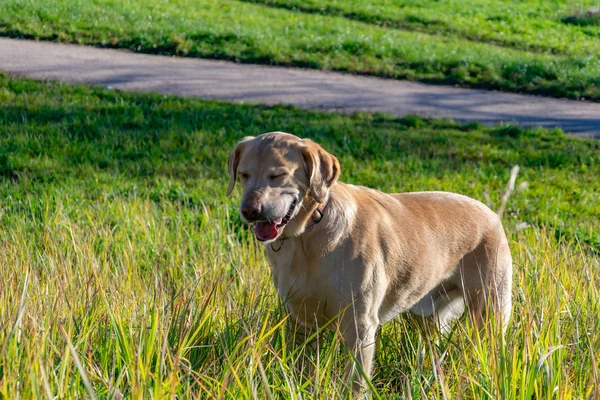 Sunstroke, health of pets in the summer. Labrador. Dogs play with his owner, harmonious relationship, orrection of behavior, aggressive, bite and barking. How to protect your dog from overheating.Training of. Overheat, care.