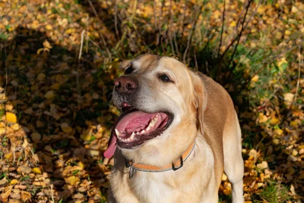 Colpo Sole Salute Animali Domestici Nell Estate Labrador Cani Giocano — Foto Stock