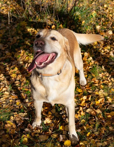 Sunstroke, health of pets in the summer. Labrador. Dogs play with his owner, harmonious relationship, orrection of behavior, aggressive, bite and barking.  Autumn leaf fall. How to protect your dog from overheating.