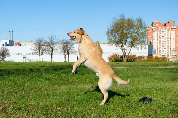 Sunstroke, health of pets in the summer. Labrador. Dogs play with his owner, dogs play with ball and ring, dog catches on the fly, bite,gnaw and barking. How to protect your dog from overheating. Toy