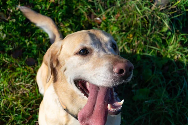Солнечный Удар Здоровье Домашних Животных Летом Лабрадор Собаки Играют Хозяином — стоковое фото