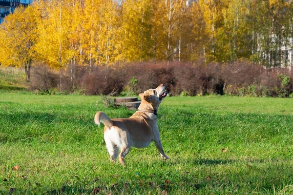 Sunstroke Kesehatan Hewan Peliharaan Musim Panas Labrador Anjing Bermain Dengan — Stok Foto