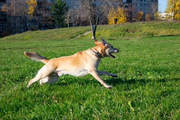 Sunstroke Kesehatan Hewan Peliharaan Musim Panas Labrador Anjing Bermain Dengan — Stok Foto