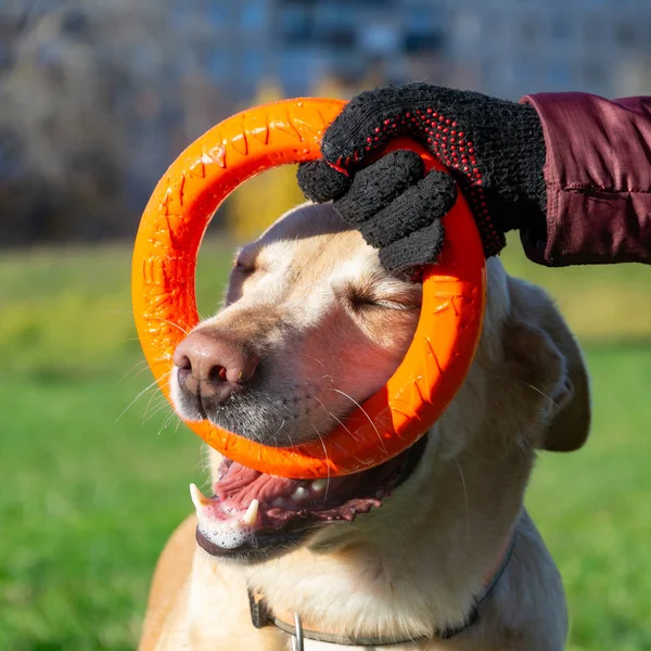 Sunstroke, health of pets in the summer. Labrador. Dogs play with his owner, dogs play with ball and ring, dog catches on the fly, bite,gnaw and barking. How to protect your dog from overheating. Toy