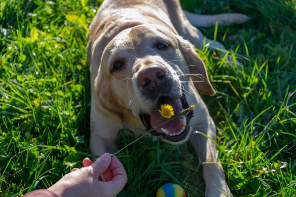 The dog eats dandelions and grass, vitamin deficiency, balanced diet. Labrador. Sunstroke, health of pets in the summer.  Dogs play with his owner, harmonious relationship, orrection of behavior, aggressive, bite and barking.