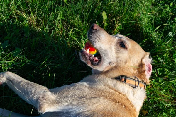Sunstroke, health of pets in the summer. Labrador. Dogs play with his owner, dogs play with ball and ring, dog catches on the fly, bite,gnaw and barking. How to protect your dog from overheating. Toy