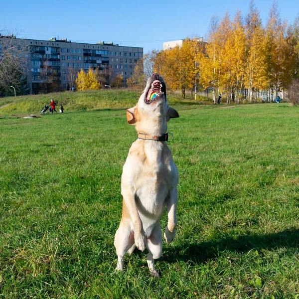 日射病 夏にペットの健康 ラブラドール 犬は飼い主と遊ぶ 犬の再生ボールとリング 犬キャッチ オンザフライ かじるし 吠えます 過熱からあなたの犬を保護する方法 — ストック写真
