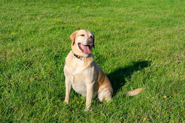 Solsting Hälsa Husdjur Sommaren Labrador Hundar Leka Med Hans Ägare — Stockfoto