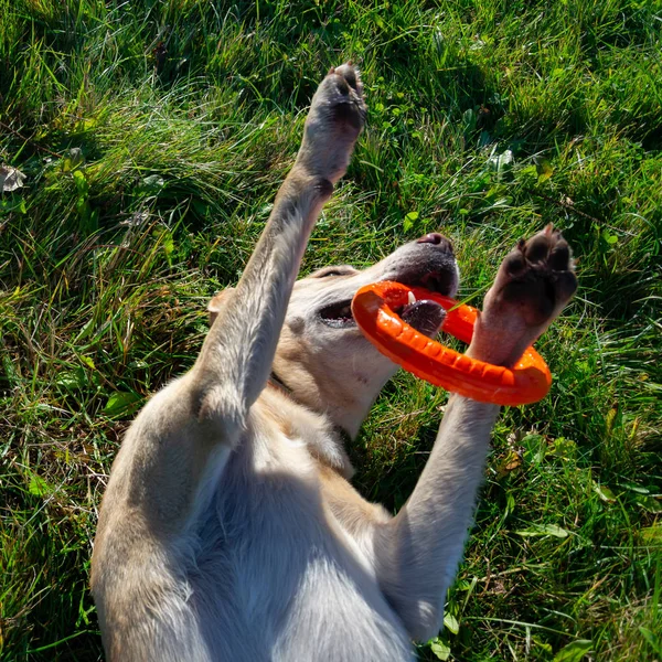 Sunstroke, health of pets in the summer. Labrador. Dogs play with his owner, dogs play with ball and ring, dog catches on the fly, bite,gnaw and barking. How to protect your dog from overheating.