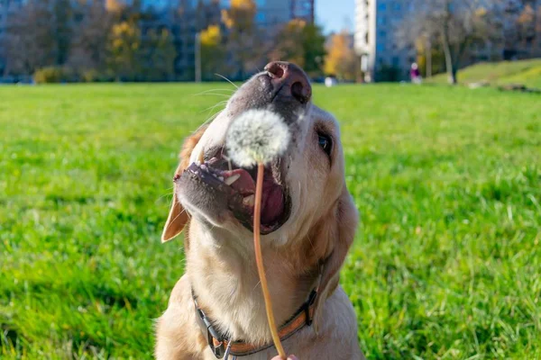 The dog eats dandelions and grass, vitamin deficiency, balanced diet. Labrador. Sunstroke, health of pets in the summer.  Dogs play with his owner, harmonious relationship, orrection of behavior, aggressive, bite and barking.