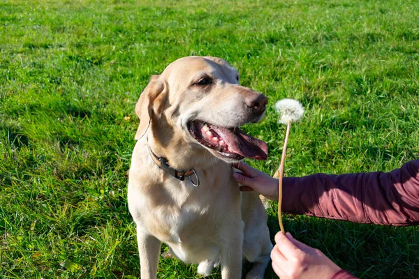 The dog eats dandelions and grass, vitamin deficiency, balanced diet. Labrador. Sunstroke, health of pets in the summer.  Dogs play with his owner, harmonious relationship, orrection of behavior, aggressive, bite and barking.