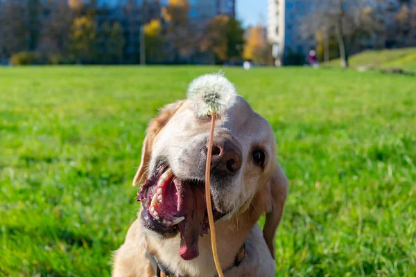 The dog eats dandelions and grass, vitamin deficiency, balanced diet. Labrador. Sunstroke, health of pets in the summer.  Dogs play with his owner, harmonious relationship, orrection of behavior, aggressive, bite and barking.