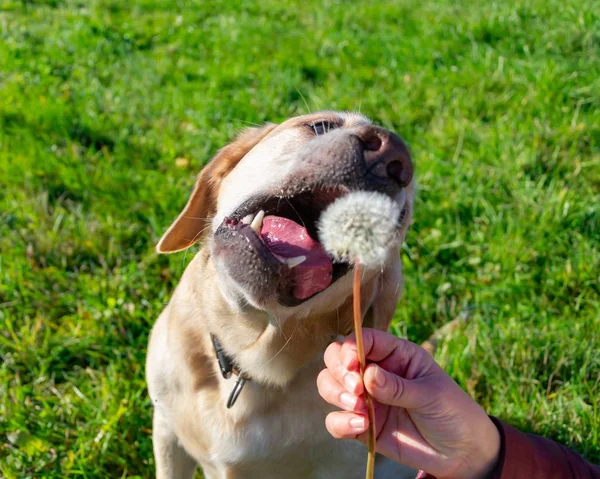 Pes Pampelišky Tráva Avitaminóza Vyváženou Stravu Labrador Úžeh Zdraví Domácích — Stock fotografie