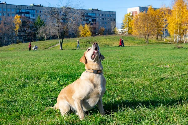 Insolação Saúde Animais Estimação Verão Labrador Cães Brincam Com Seu — Fotografia de Stock