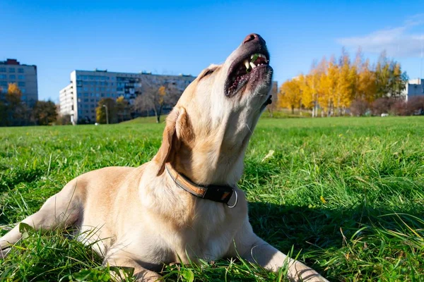 Sunstroke Health Pets Summer Labrador Dogs Play His Owner Harmonious — Stockfoto