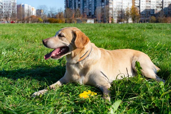 Sunstroke, health of pets in the summer. Labrador. Dogs play with his owner, dogs play with ball and ring, dog catches on the fly, bite,gnaw and barking. How to protect your dog from overheating. Toy