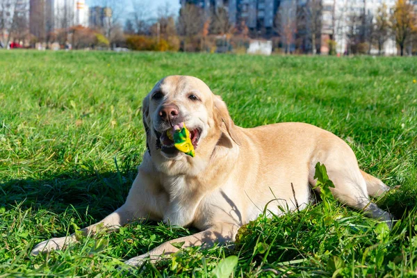 Colpo Sole Salute Animali Domestici Nell Estate Labrador Cani Giocano — Foto Stock