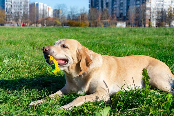 Sunstroke, health of pets in the summer. Labrador. Dogs play with his owner, dogs play with ball and ring, dog catches on the fly, bite,gnaw and barking. How to protect your dog from overheating. Toy