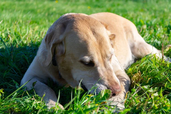 Sunstroke, health of pets in the summer. Labrador. Dogs play with his owner, dogs play with ball and ring, dog catches on the fly, bite,gnaw and barking. How to protect your dog from overheating. Toy