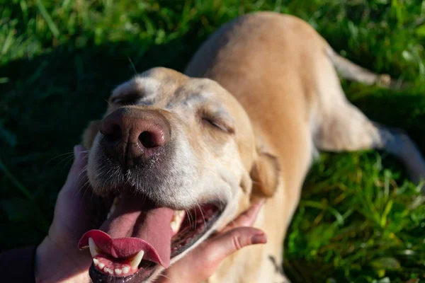 Coup Soleil Santé Des Animaux Été Labrador Chiens Jouent Avec — Photo