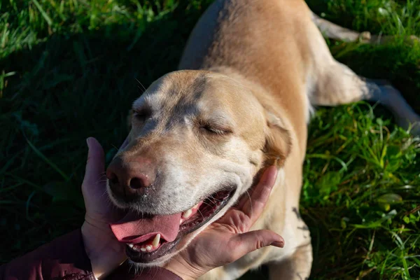 Sunstroke, health of pets in the summer. Labrador. Dogs play with his owner, harmonious relationship, orrection of behavior, aggressive, bite and barking. How to protect your dog from overheating.Training of. Overheat, care.