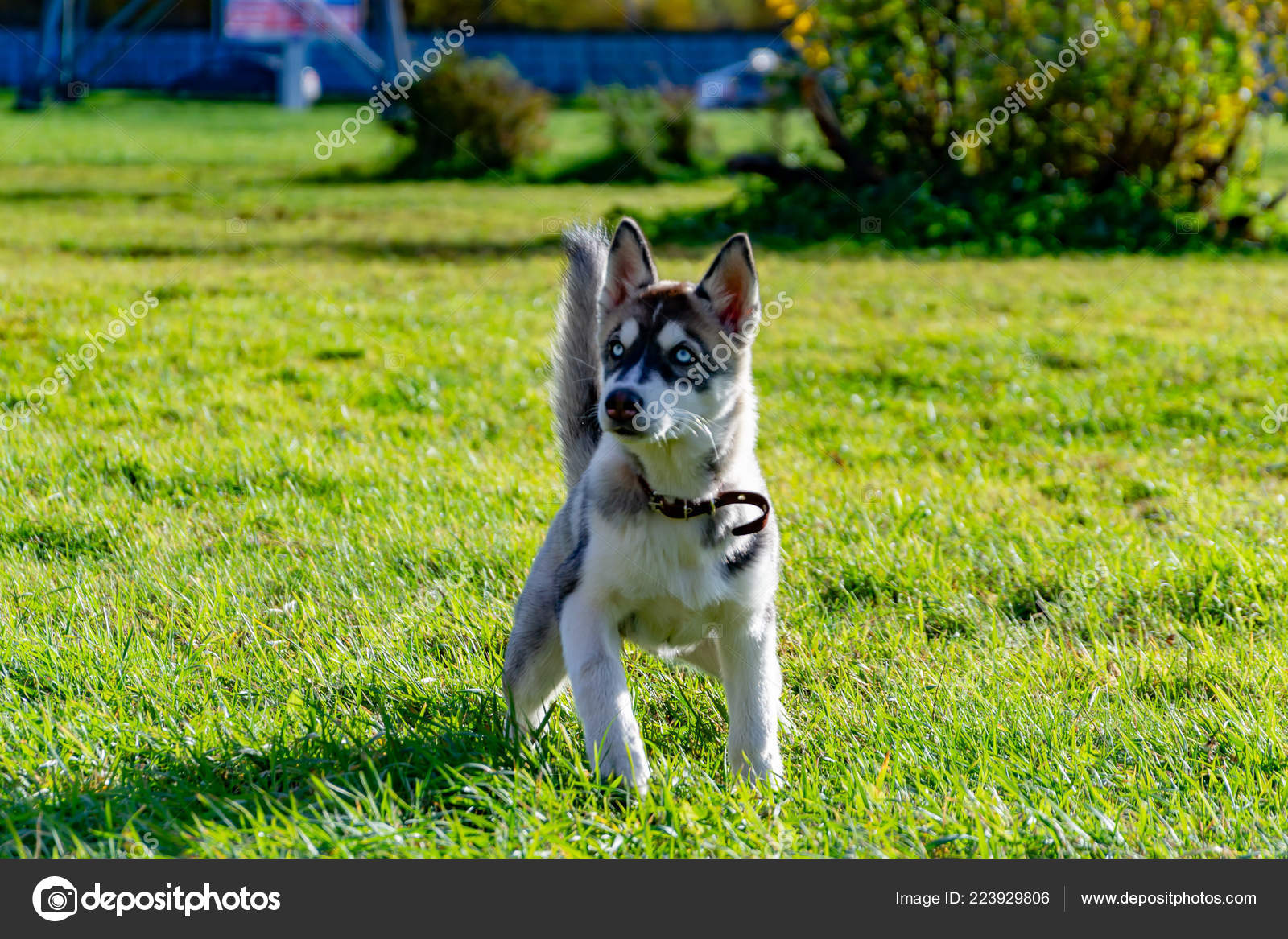 How Much Does A Miniature Husky Cost