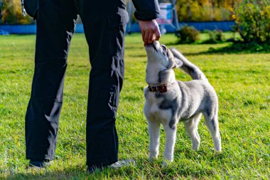Köpek yavrusu minyatür husky. Köpekler play birbirlerine, neşeli gürültü patırtı, uyumlu ilişkiler, davranış ve saldırganlık düzeltilmesi ile. İtaatkar pet sahibi komutları gerçekleştirir. Kurtuluş--dan kabuk