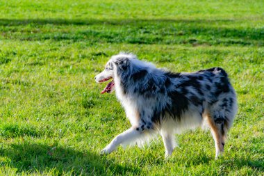 Avustralya aussie çoban. Köpekler play birbirlerine, neşeli gürültü patırtı, uyumlu ilişkiler, davranış ve saldırganlık düzeltilmesi ile. İtaatkar pet sahibi komutları gerçekleştirir. 