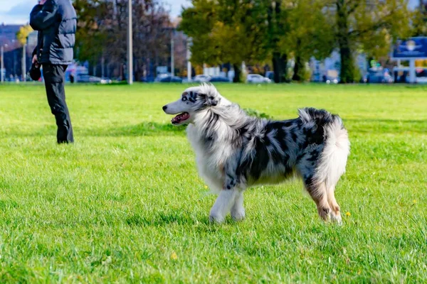 Avustralya Aussie Çoban Köpekler Play Birbirlerine Neşeli Gürültü Patırtı Uyumlu — Stok fotoğraf