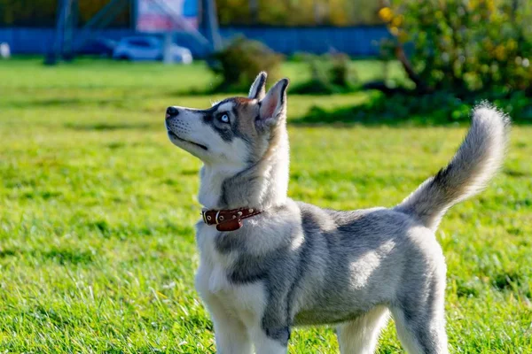 Cachorro Miniatura Husky Cães Brincam Com Outro Alarido Alegre Relações — Fotografia de Stock