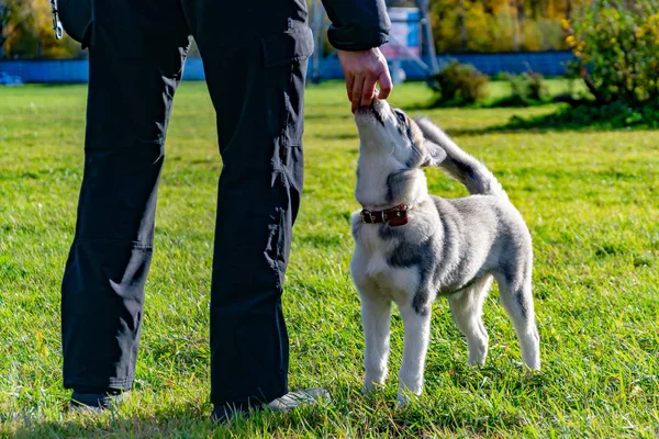 Puppy Miniature Husky Dogs Play Each Other Merry Fuss Harmonious — Stock Photo, Image