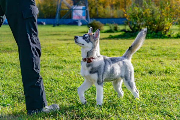 Cachorro Miniatura Husky Cães Brincam Com Outro Alarido Alegre Relações — Fotografia de Stock