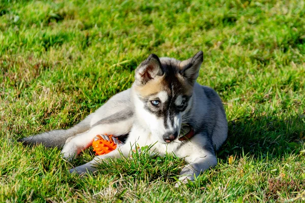 Cachorro Miniatura Husky Cães Brincam Com Outro Alarido Alegre Relações — Fotografia de Stock