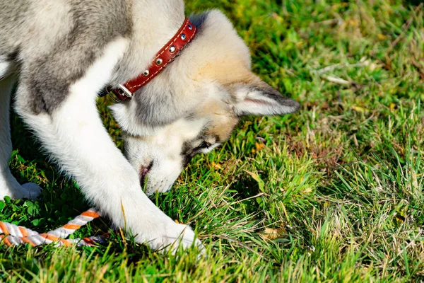 Cachorro Miniatura Husky Cães Brincam Com Outro Alarido Alegre Relações — Fotografia de Stock