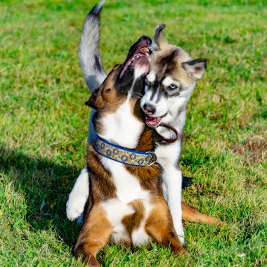 Köpek yavrusu minyatür husky. Köpekler play birbirlerine, neşeli gürültü patırtı, uyumlu ilişkiler, davranış ve saldırganlık düzeltilmesi ile. İtaatkar pet sahibi komutları gerçekleştirir. Kurtuluş--dan kabuk