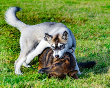 Köpek yavrusu minyatür husky. Köpekler play birbirlerine, neşeli gürültü patırtı, uyumlu ilişkiler, davranış ve saldırganlık düzeltilmesi ile. İtaatkar pet sahibi komutları gerçekleştirir. Kurtuluş--dan kabuk