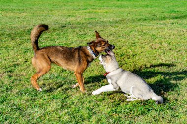 Köpek yavrusu minyatür husky. Köpekler play birbirlerine, neşeli gürültü patırtı, uyumlu ilişkiler, davranış ve saldırganlık düzeltilmesi ile. İtaatkar pet sahibi komutları gerçekleştirir. Kurtuluş--dan kabuk