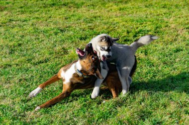 Köpek yavrusu minyatür husky. Köpekler play birbirlerine, neşeli gürültü patırtı, uyumlu ilişkiler, davranış ve saldırganlık düzeltilmesi ile. İtaatkar pet sahibi komutları gerçekleştirir. Kurtuluş--dan kabuk