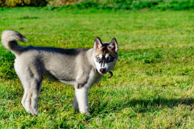 Köpek yavrusu minyatür husky. Köpekler play birbirlerine, neşeli gürültü patırtı, uyumlu ilişkiler, davranış ve saldırganlık düzeltilmesi ile. İtaatkar pet sahibi komutları gerçekleştirir. Kurtuluş--dan kabuk
