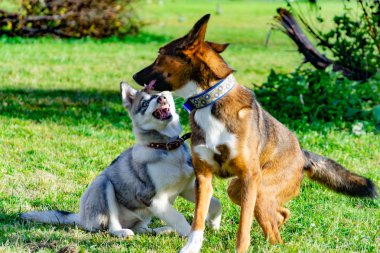 Köpek yavrusu minyatür husky. Köpekler play birbirlerine, neşeli gürültü patırtı, uyumlu ilişkiler, davranış ve saldırganlık düzeltilmesi ile. İtaatkar pet sahibi komutları gerçekleştirir. Kurtuluş--dan kabuk