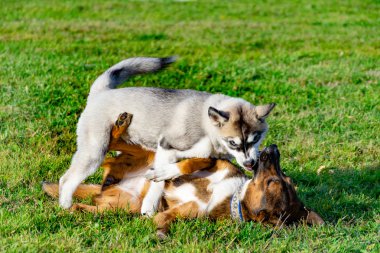 Köpek yavrusu minyatür husky. Köpekler play birbirlerine, neşeli gürültü patırtı, uyumlu ilişkiler, davranış ve saldırganlık düzeltilmesi ile. İtaatkar pet sahibi komutları gerçekleştirir. Kurtuluş--dan kabuk
