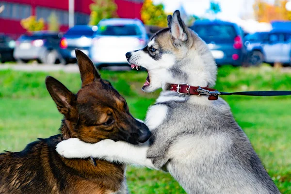 Miniaturowe Szczeniak Husky Psy Grać Sobą Wesołych Zamieszanie Harmonijnych Stosunków — Zdjęcie stockowe